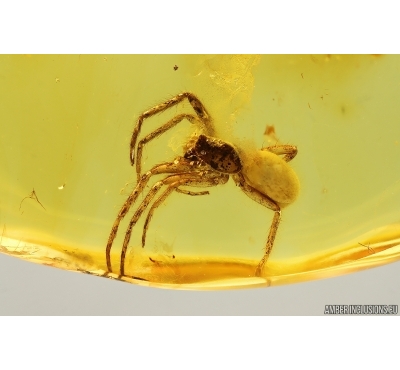 Nice Spider Araneae. Fossil inclusion in Baltic amber #14531