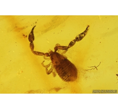 Nice Pseudoscorpion. Fossil inclusion in Baltic amber stone #14532