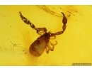 Nice Pseudoscorpion. Fossil inclusion in Baltic amber stone #14532