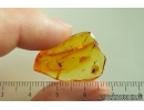 Nice Pseudoscorpion. Fossil inclusion in Baltic amber stone #14532