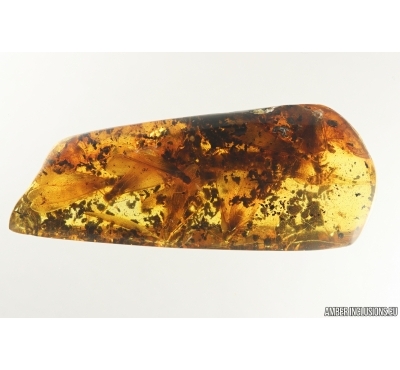 9 Termites Isoptera. Fossil inclusions Baltic amber #14533