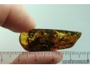 9 Termites Isoptera. Fossil inclusions Baltic amber #14533