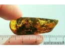 9 Termites! Isoptera. Fossil inclusions Baltic amber #14533