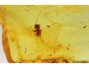 Mayfly Metretopodidae Siphloplecton. Fossil insect Baltic amber stone #14534