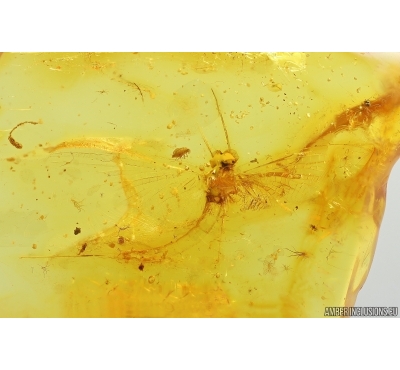 Mayfly Metretopodidae Siphloplecton. Fossil insect Baltic amber stone #14534