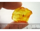 Mayfly Metretopodidae Siphloplecton. Fossil insect Baltic amber stone #14534