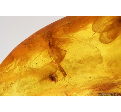 Mayfly Ephemeroptera Leptophlebiidae and Caddisfly. Fossil insects Baltic amber stone #14536