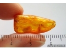 Mayfly Ephemeroptera Leptophlebiidae and Caddisfly. Fossil insects Baltic amber stone #14536