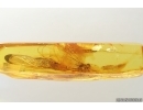 Rare Scene 3 Mayfly Metretopodidae Siphloplecton. Fossil insects Baltic amber stone #14538