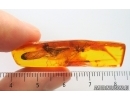 Rare Scene 3 Mayfly Metretopodidae Siphloplecton. Fossil insects Baltic amber stone #14538