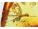 Nice Harvestman, Opiliones. Fossil inclusion in Ukrainian Rovno amber stone #14541R