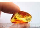 Nice Harvestman, Opiliones. Fossil inclusion in Ukrainian Rovno amber stone #14541R