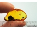Nice Spider Araneae. Fossil inclusion in Baltic amber #14543