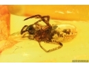 Nice Spider Araneae. Fossil inclusion in Baltic amber #14544