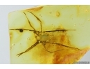 Harvestman Opiliones. Fossil inclusion in Baltic amber #14548