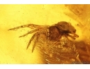 Moth Lepidoptera and Jumping Spider Salticidae. Fossil inclusions Baltic amber stone #14549