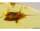 Moth Lepidoptera. Fossil inclusion Baltic amber stone #14550
