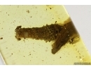 Caterpillar in Case, Lepidoptera. Fossil inclusion in Baltic amber #14552