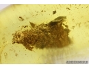 Caterpillar in Case, Lepidoptera. Fossil inclusion in Baltic amber #14552