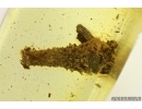 Caterpillar in Case, Lepidoptera. Fossil inclusion in Baltic amber #14552