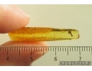 Caterpillar in Case, Lepidoptera. Fossil inclusion in Baltic amber #14552