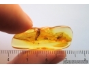 Psocid Psocoptera. Fossil insect in Ukrainian Rovno amber #14560R