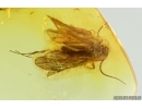 Caddisfly Trichoptera. Fossil insect Baltic amber #14562