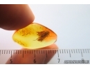 Caddisfly Trichoptera. Fossil insect Baltic amber #14562