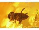 Caddisfly Trichoptera and Leafhopper Nymph. Fossil inclusions Baltic amber #14563