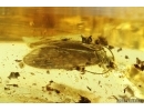 Caddisfly Trichoptera. Fossil insect in Ukrainian Rovno amber #14564R
