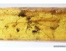 big 16mm Termite Isoptera. Fossil inclusion in Baltic amber #14565