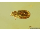 Brown scavenger Beetle, Latridiidae. Fossil insect in Baltic amber #14566