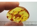 7 Brown scavenger Beetles Latridiidae and Dipterans. Fossil inects Baltic amber #14567