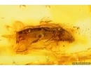 Click beetle Elateridae. Fossil inclusion in Baltic amber #14568