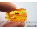 Click beetle Elateridae. Fossil inclusion in Baltic amber #14568