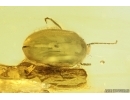 Marsh Beetle Scirtidae and More. Fossil inclusions Baltic amber #14570
