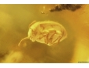 Rove beetle Staphylinidae Pselaphinae, Marsh Beetle Scirtidae and Mite Acari. Fossil inclusions Baltic amber #14571