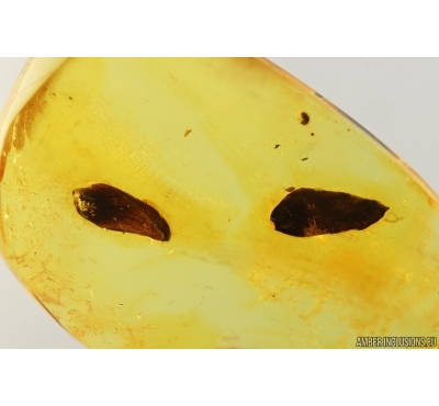 Two Plants. Fossil inclusions in Baltic amber #14574