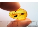 Two Plants. Fossil inclusions in Baltic amber #14574