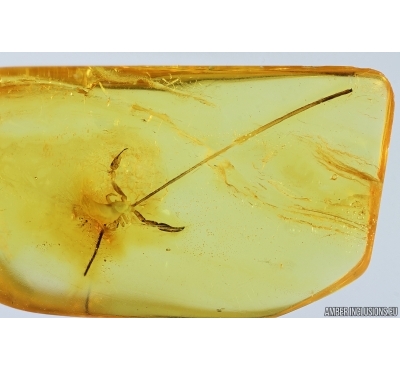 Extremely Rare Pseudoscorpion Phoresy. Fossil inclusion in Baltic amber #14577