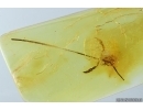 Extremely Rare Pseudoscorpion Phoresy. Fossil inclusion in Baltic amber #14577