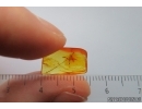 Extremely Rare Pseudoscorpion Phoresy. Fossil inclusion in Baltic amber #14577