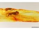 Crane fly Limoniidae. Fossil insect in Baltic amber #14578