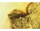 Crane fly Limoniidae and More. Fossil insects in Baltic amber #14579