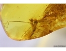 Crane fly Limoniidae and More. Fossil insects in Baltic amber #14579