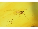 Nice Crane fly Limoniidae and More. Fossil insects in Baltic amber #14580