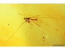 Nice Crane fly Limoniidae and More. Fossil insects in Baltic amber #14580