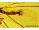 Nice Crane fly Limoniidae and More. Fossil insects in Baltic amber #14580