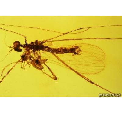 Nice Crane fly Limoniidae and More. Fossil insects in Baltic amber #14580