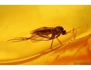 Nice Crane fly Limoniidae and More. Fossil insects in Baltic amber #14580